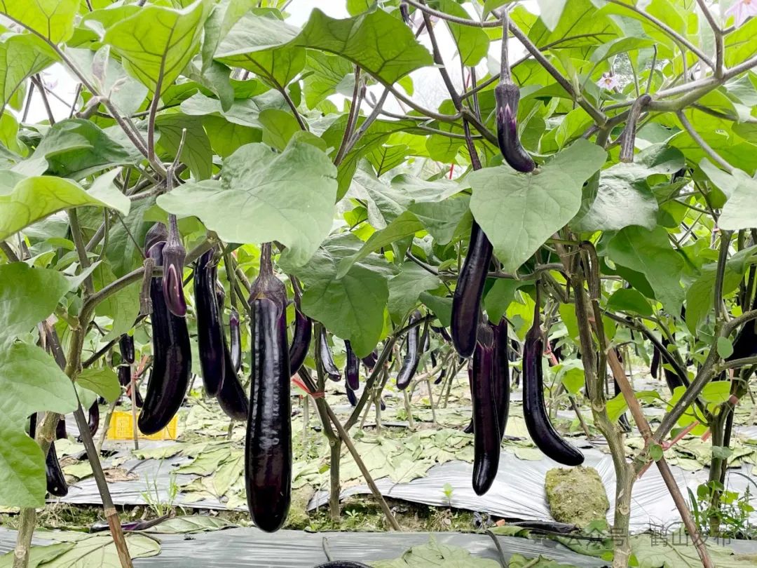科学的种植技术,带来茄子的茁壮生长,按以往本地的生产习惯,后期进行