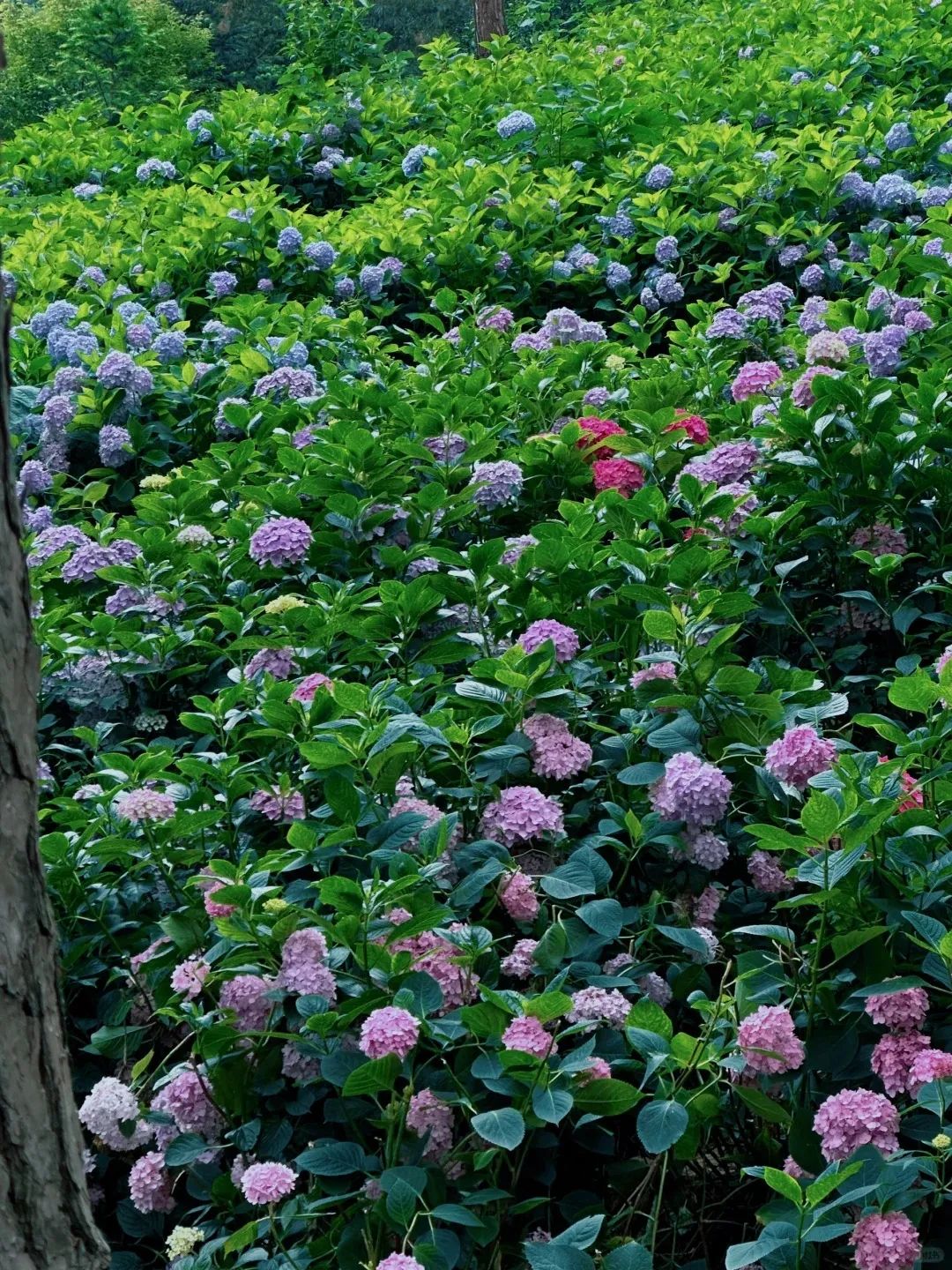 这里就是十堰28星28空28露28营28天花板~还有绝美绣球花海