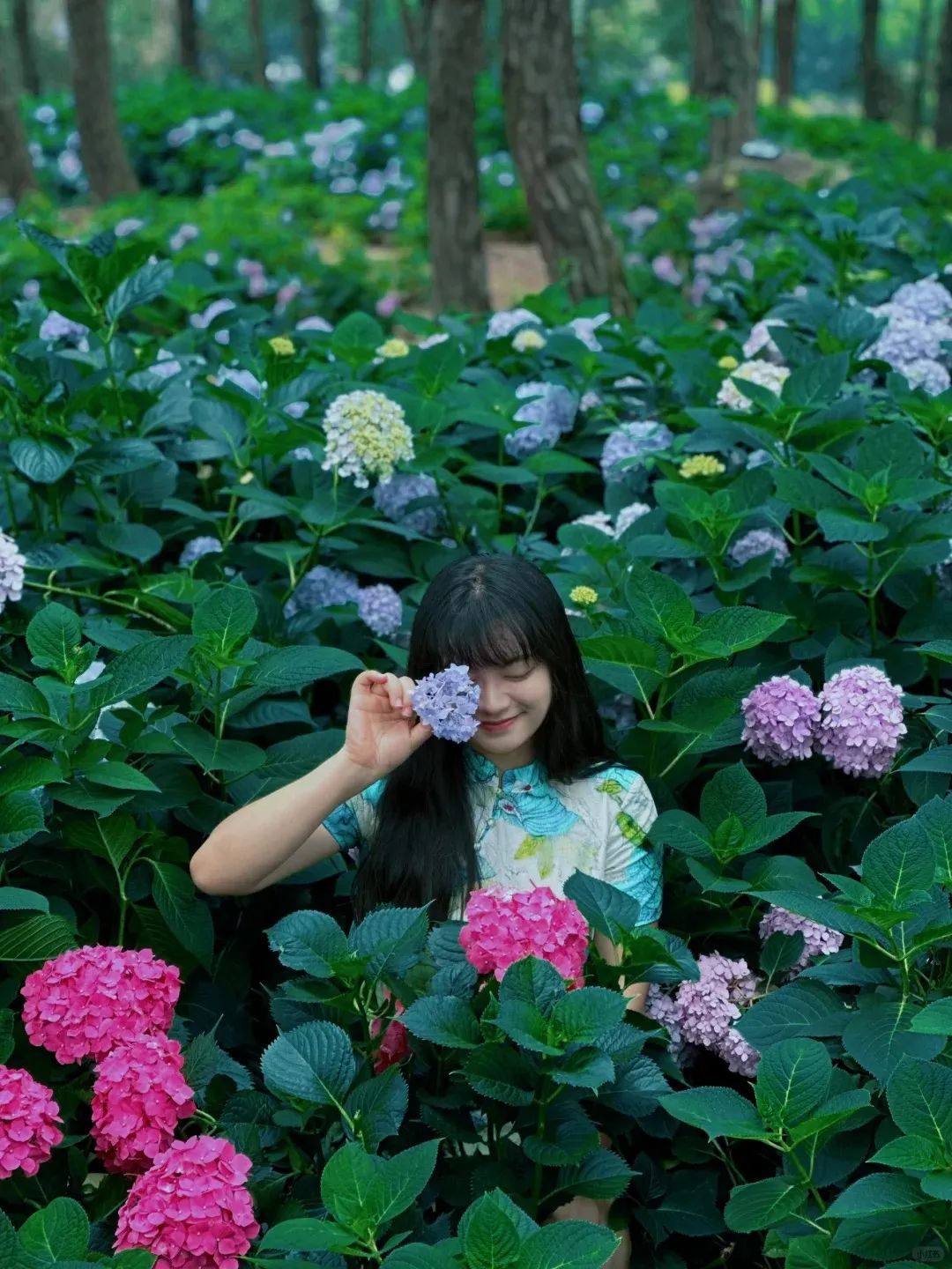 这里就是十堰28星28空28露28营28天花板~还有绝美绣球花海