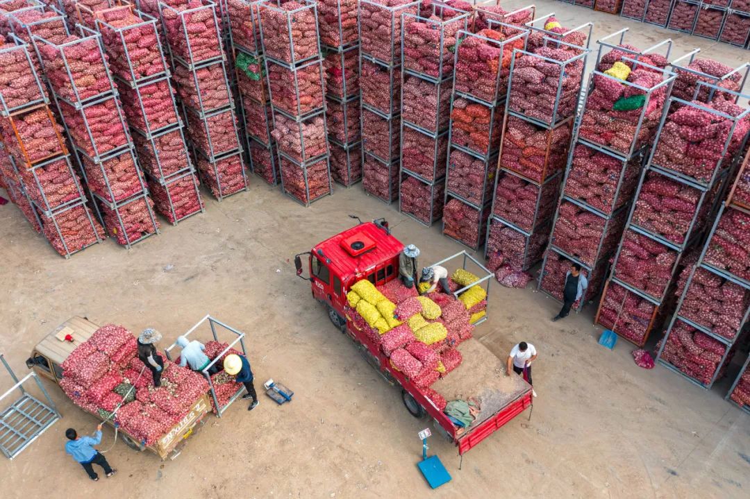 目前,邳州已集聚大蒜商贸和加工企业300余家,大蒜年交易量达到100万吨