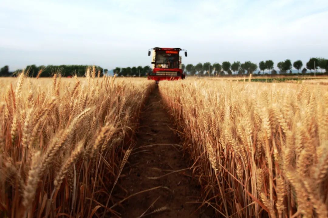 新麦即将大量上市,市场行情预期如何?