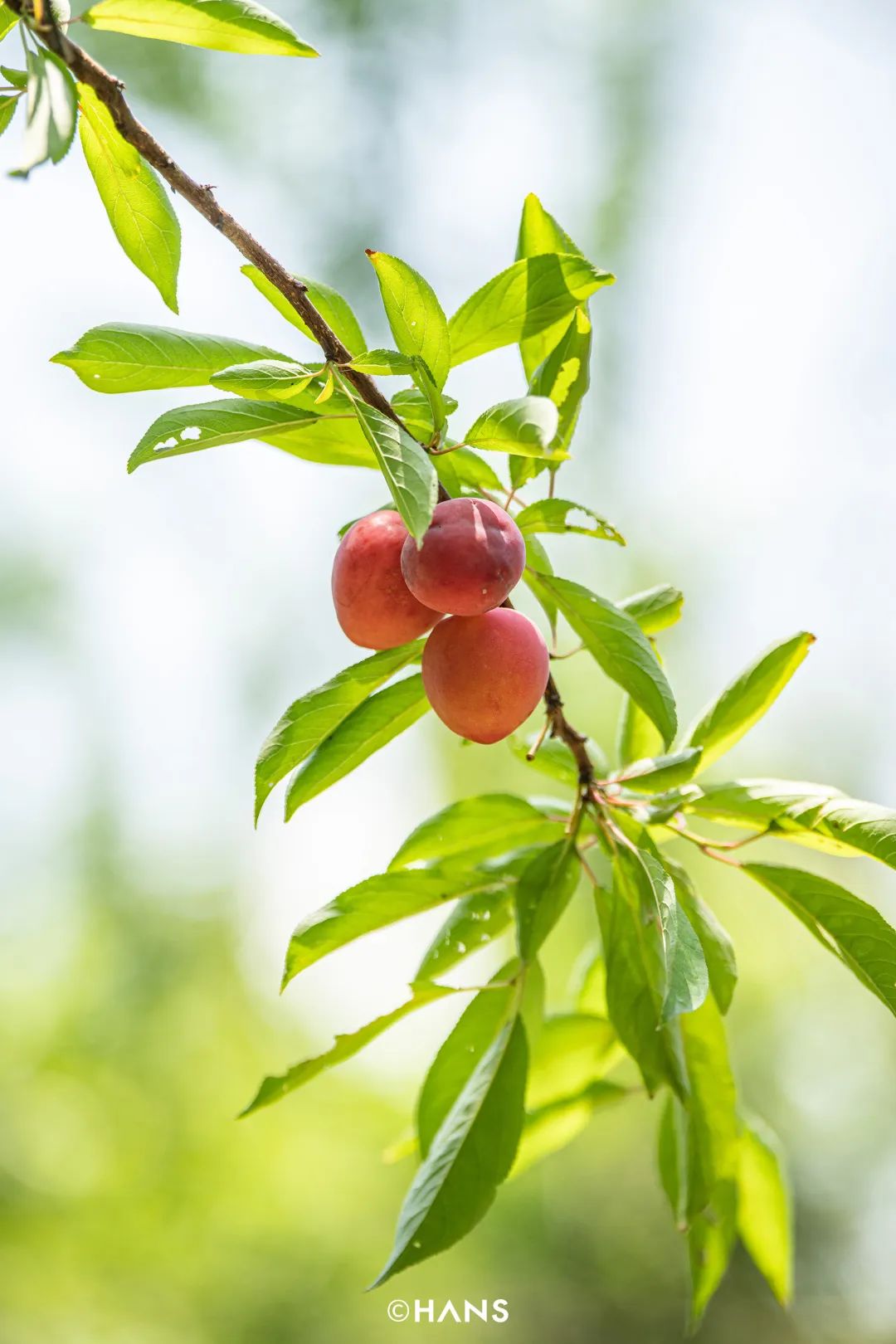 熟了枇杷,红了江夏