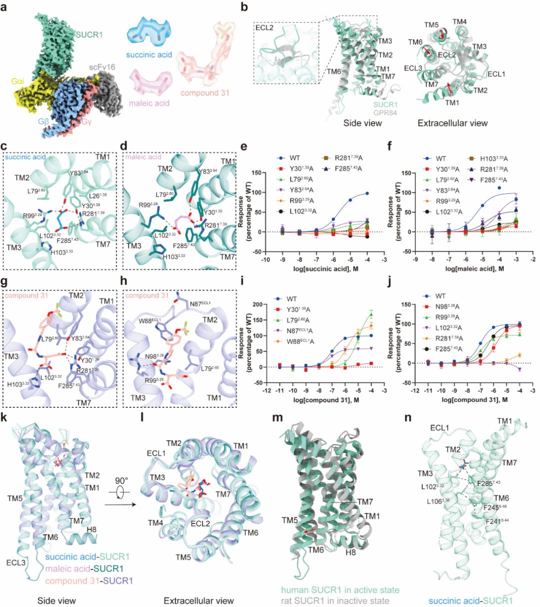 以及外源性配体compound 31,和gi蛋白复合物的冷冻电镜结构和分子基础