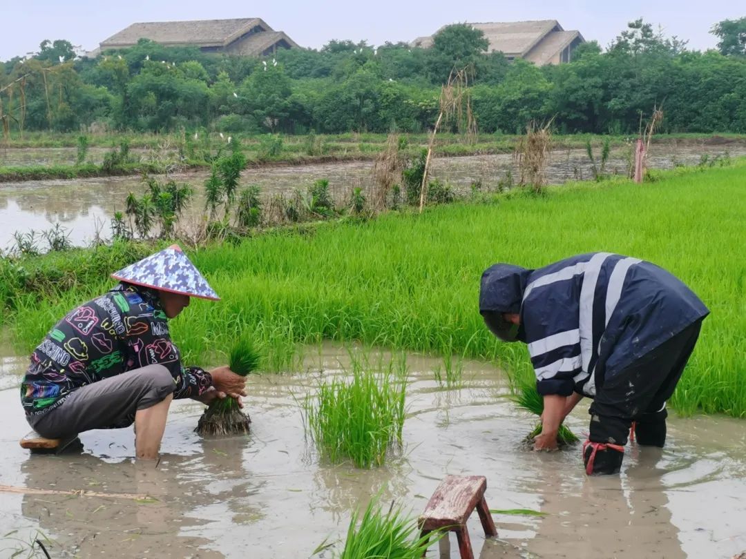 2米余高"巨型稻"在上山试种