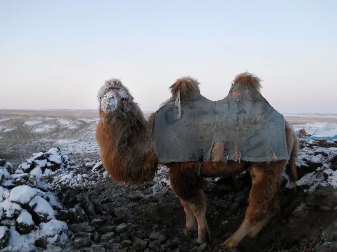 李娟《冬牧场》|羊群之外,满目的天空,流云,白雪