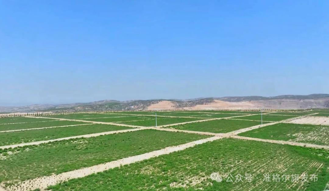 准格尔旗:复垦区上"披"绿装 林果产业"富"老乡