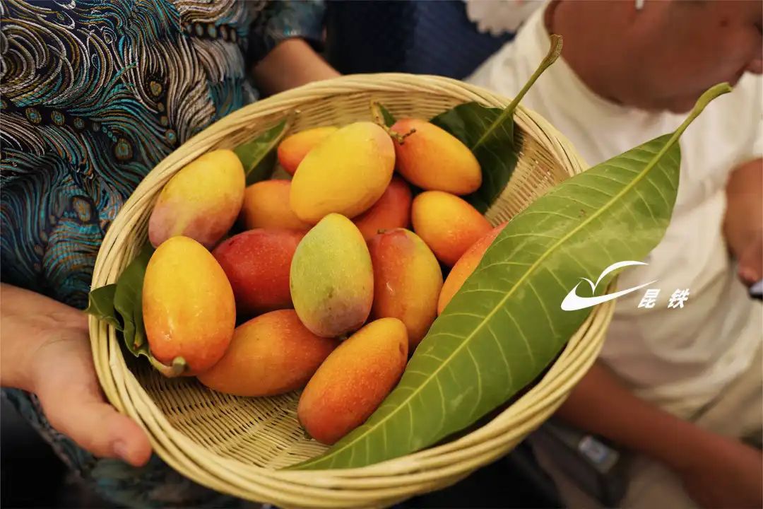 乘中老铁路动车,逛元江金芒果文化旅游节