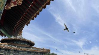 世界雨燕日：保护北京城的精灵 | 生物多样性百科全书