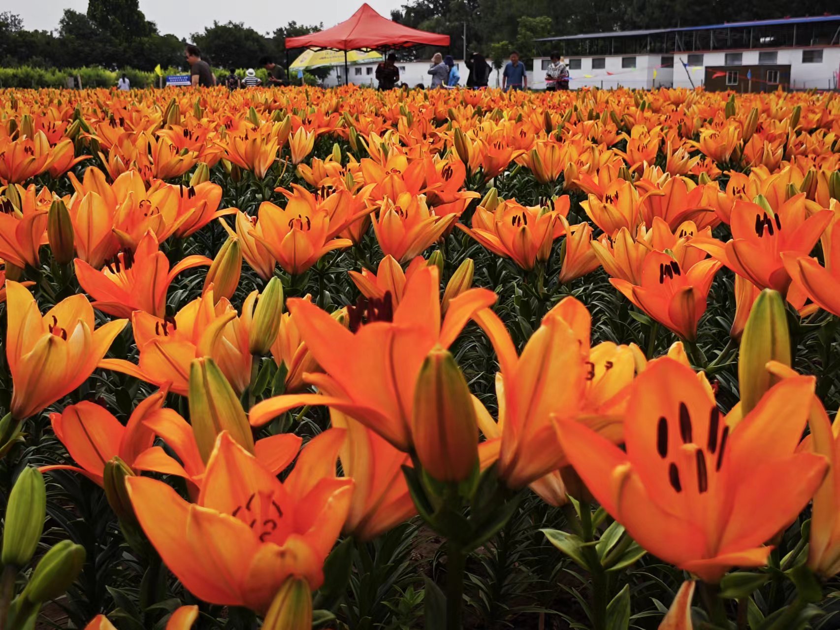 在位于牡丹区牡丹街道的菏泽市百合园内,五颜六色的百合花惊艳绽放