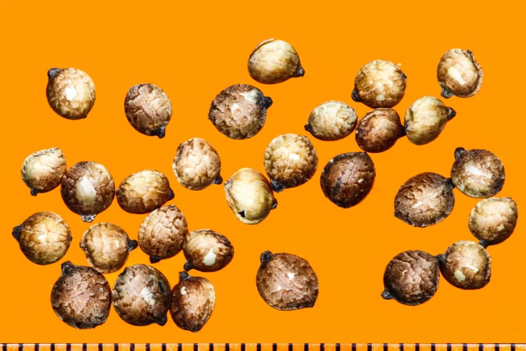 大麻科(cannabaceae)别名俗名 勒草 葛勒子秧 拉拉藤 锯锯藤