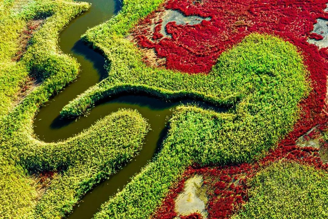 天津海河挖出两条大蛇图片