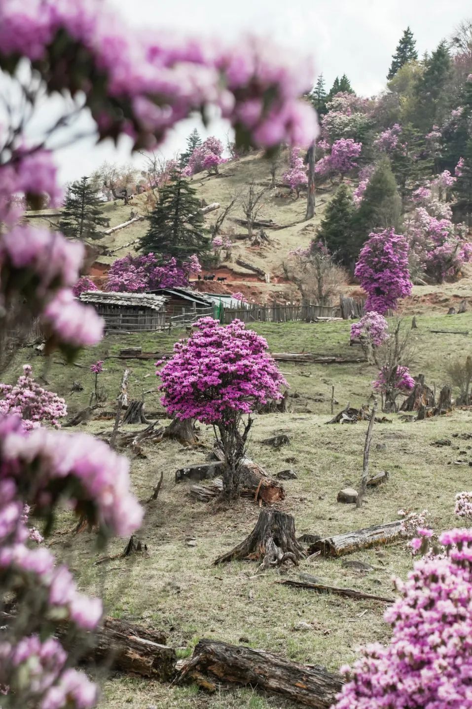 有一种向往,叫做丽江!