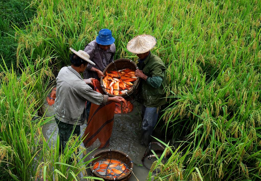 打造农遗产业发展"丽水样板",让古老农遗文化"活"起来