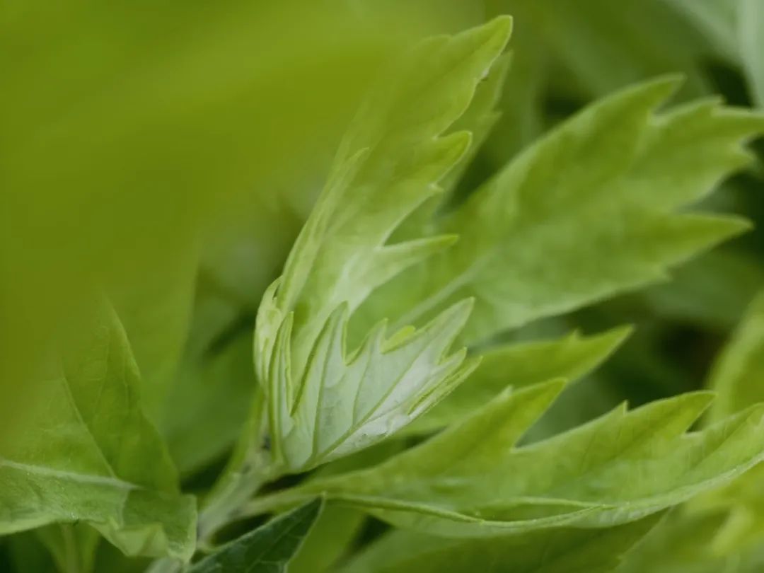 传统节日的新仪式感由火出圈的艾草开启