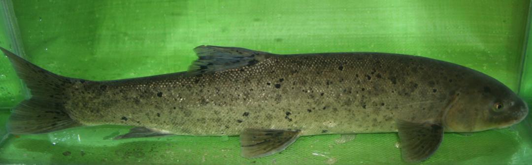 来自雪域高原上的鱼类"托儿所"