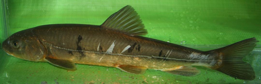 来自雪域高原上的鱼类"托儿所"