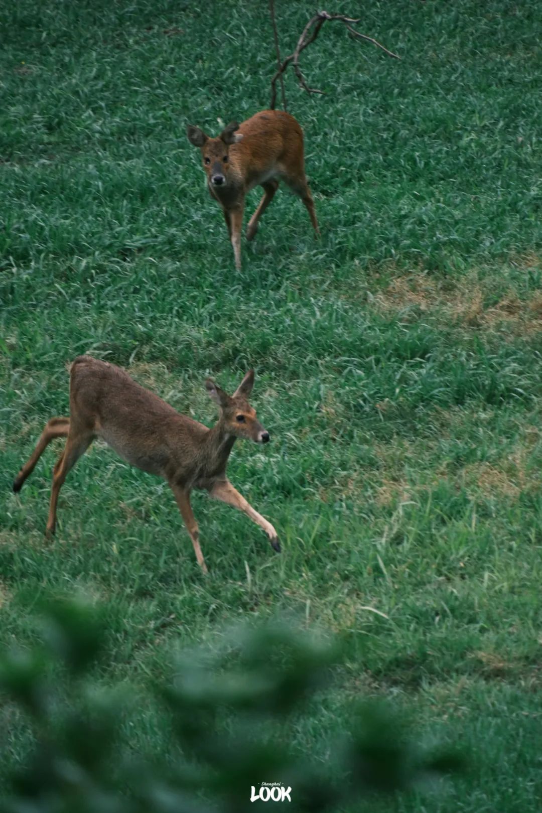 华夏公园獐园也成为上海最早,最重要,并向外输送最多的种源基地.