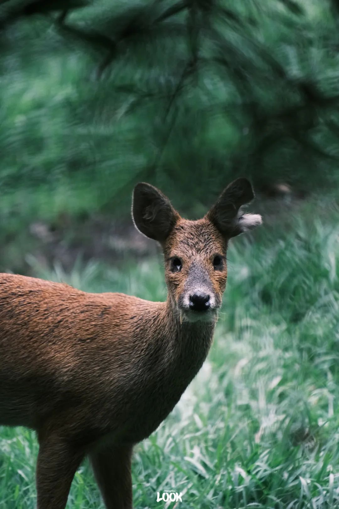 小水池一跳就过去啦獐跑动起来非常轻盈,看着它们自由奔跑让人倍感