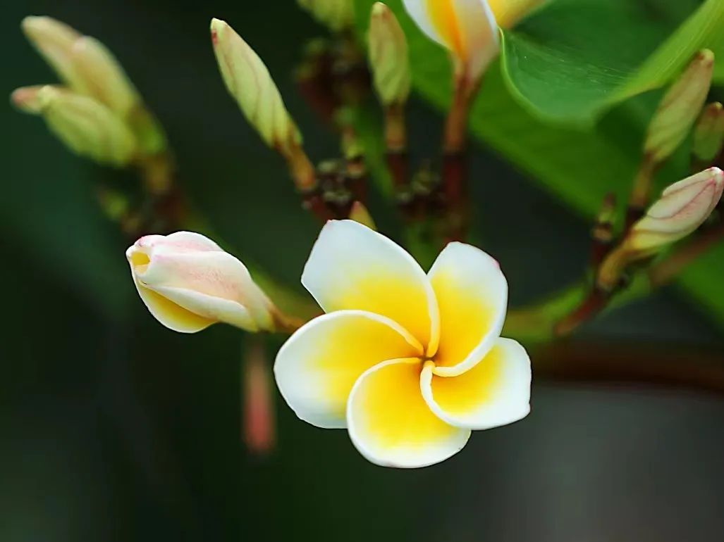 鸡蛋花花期为每年5月至10月,其中5至6月生长的鸡蛋花花瓣较厚,花朵