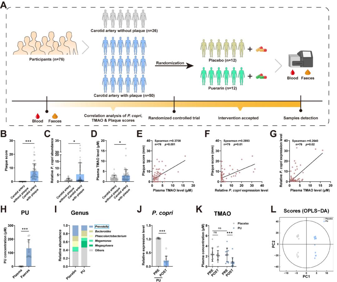 葛根素能够调节肠道微生物群,降低动脉粥样硬化标志物