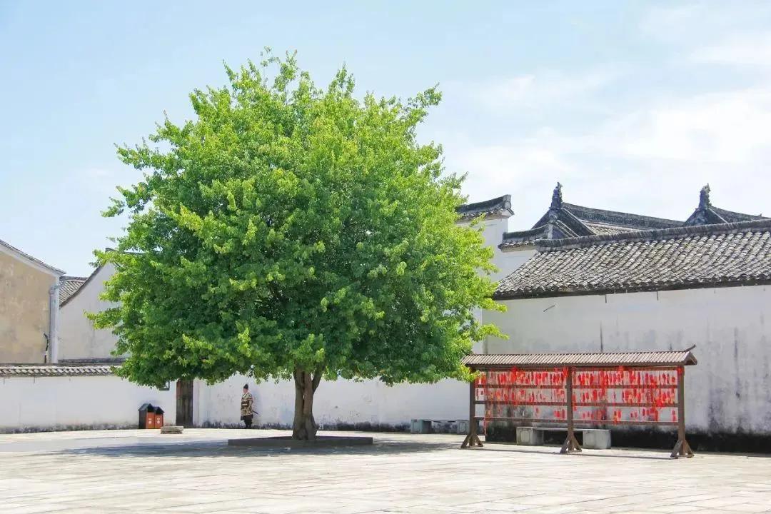 放"粽"一"夏"!东阳这些"热闹"不要错过