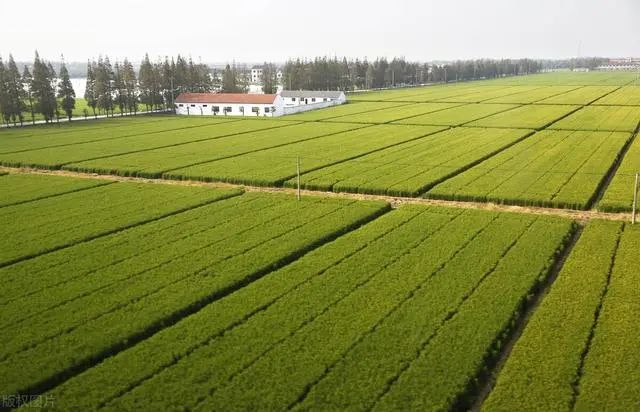 土地承包经营权人排除妨害请求权,消除危险请求权的行使