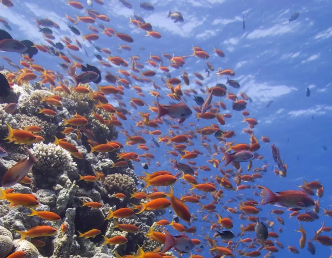 世界海洋日丨我们为什么要保护她?