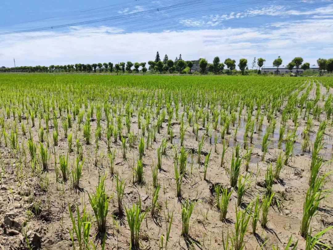 联合煜海水稻种植专业合作社在水库村试点开展水稻覆膜插秧的新型技术