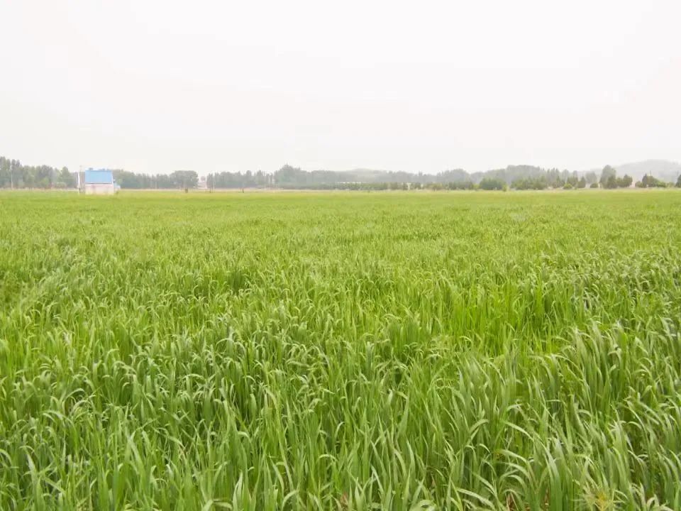 库伦镇马家洼子村燕麦荞麦复种基地的燕麦长势正旺.