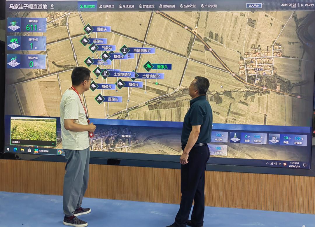 在库伦镇马家洼子村燕麦荞麦复种基地,内蒙古每丰农业库伦旗作业区
