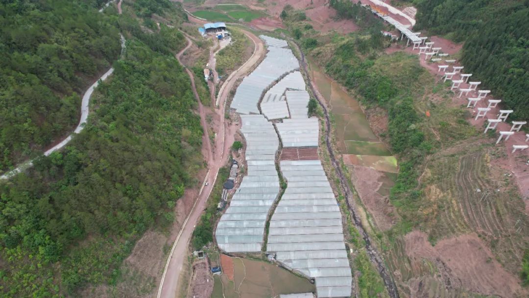 正式进入采摘季喜获丰收绿春县牛孔镇首次试种的网纹甜瓜眼下首次试种