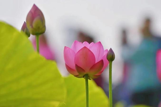 湖13镇洑溪涧桥根据最新天气预报这几日我市气温将会逐步上升天热了