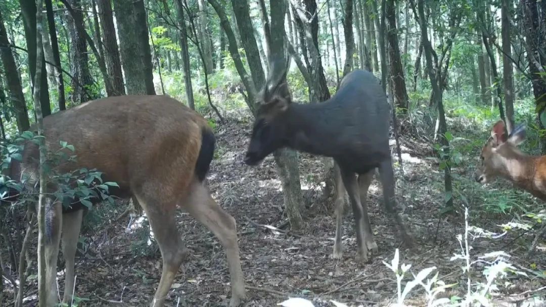 近期,翁源青云山省级自然保护区连续多次拍摄到水鹿活动画面.