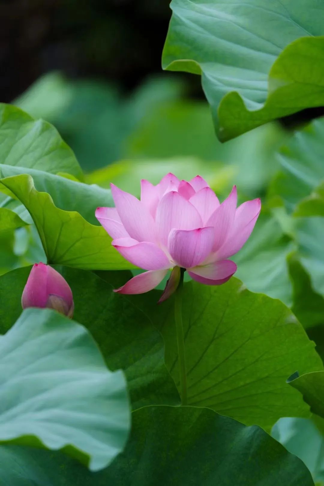 荷花初绽 古韵悠悠