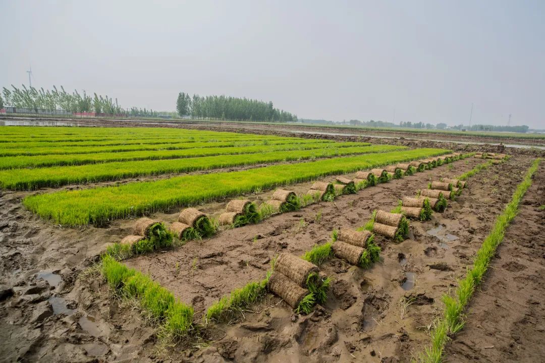 高坨村的水稻种植历史也比较早.