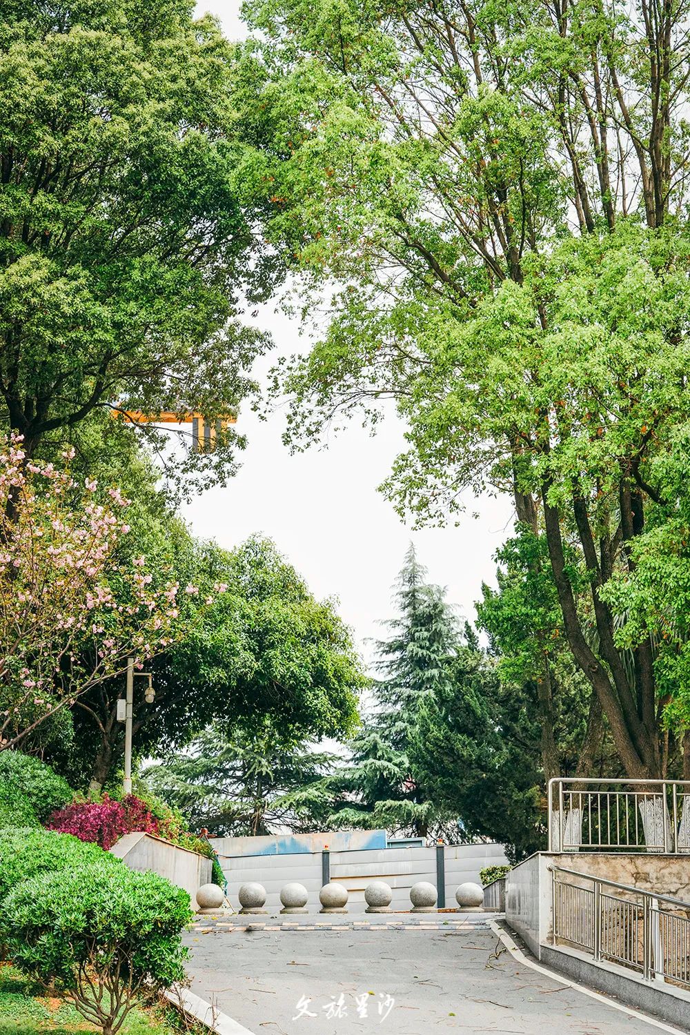 星沙文化公园北山森林公园金井三棵树茶园大山冲森林公园的初夏显得尤