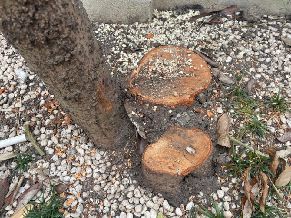 经绿化管理部门复核,确认一棵棕榈树被砍伐,一棵珊瑚树被过度修剪,且