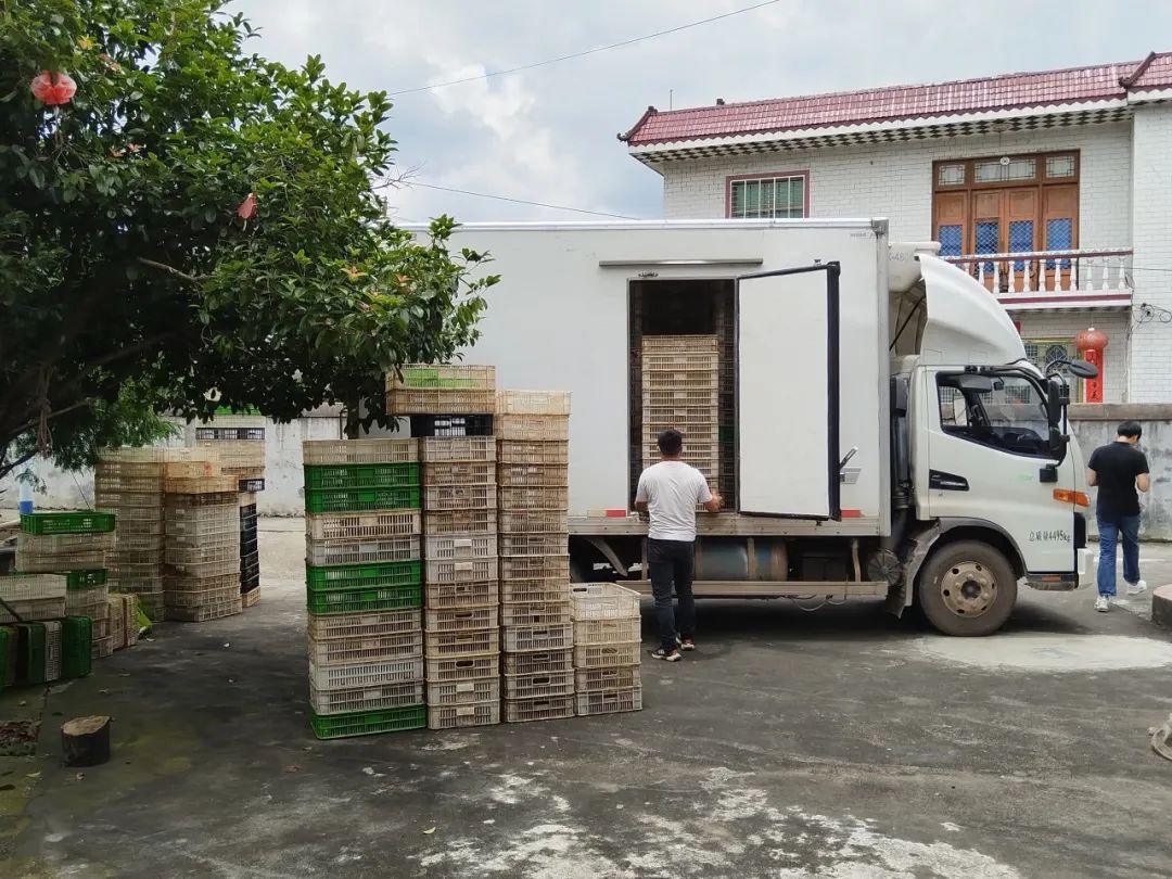 款不够,"蛙"来凑,攸县法院灵活执行巧办案