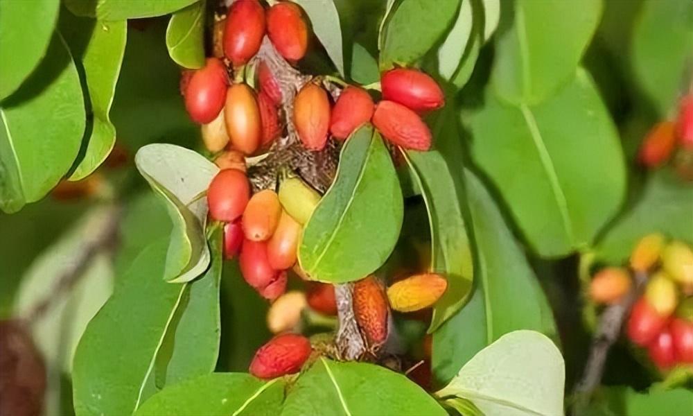 【禁毒宣传】全民禁毒宣传月丨禁种铲毒 禁毒知识宣传教育!