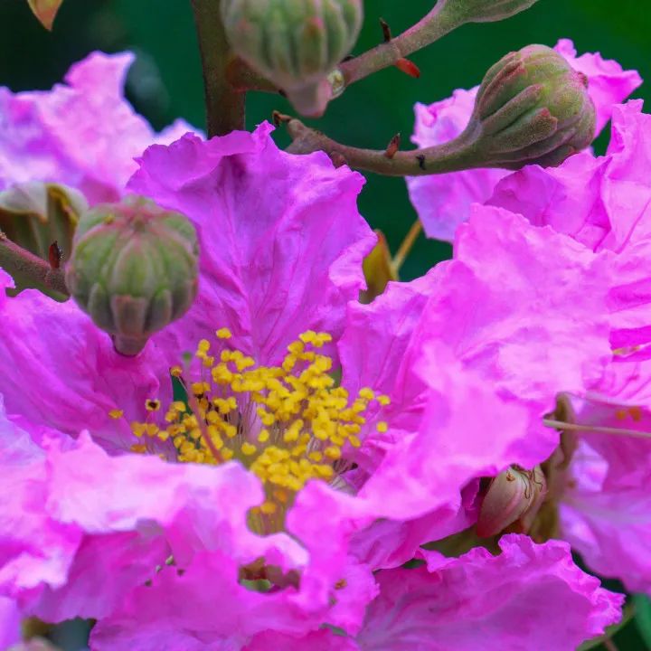 你看,市花开啦!