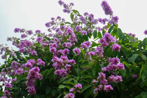 你看,市花开啦!