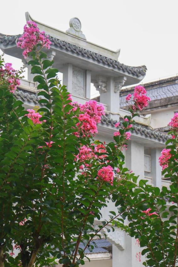 你看,市花开啦!