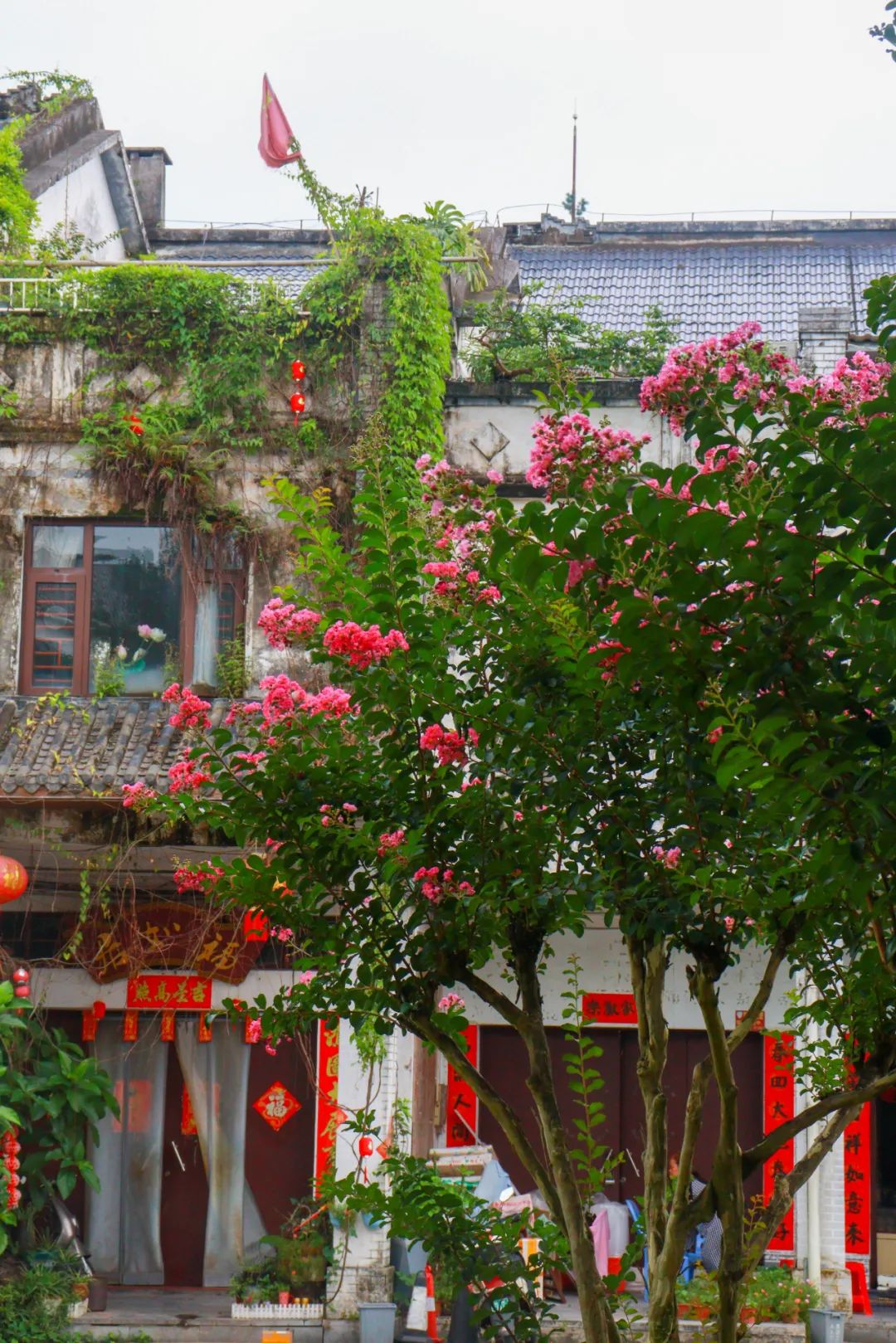 你看,市花开啦!