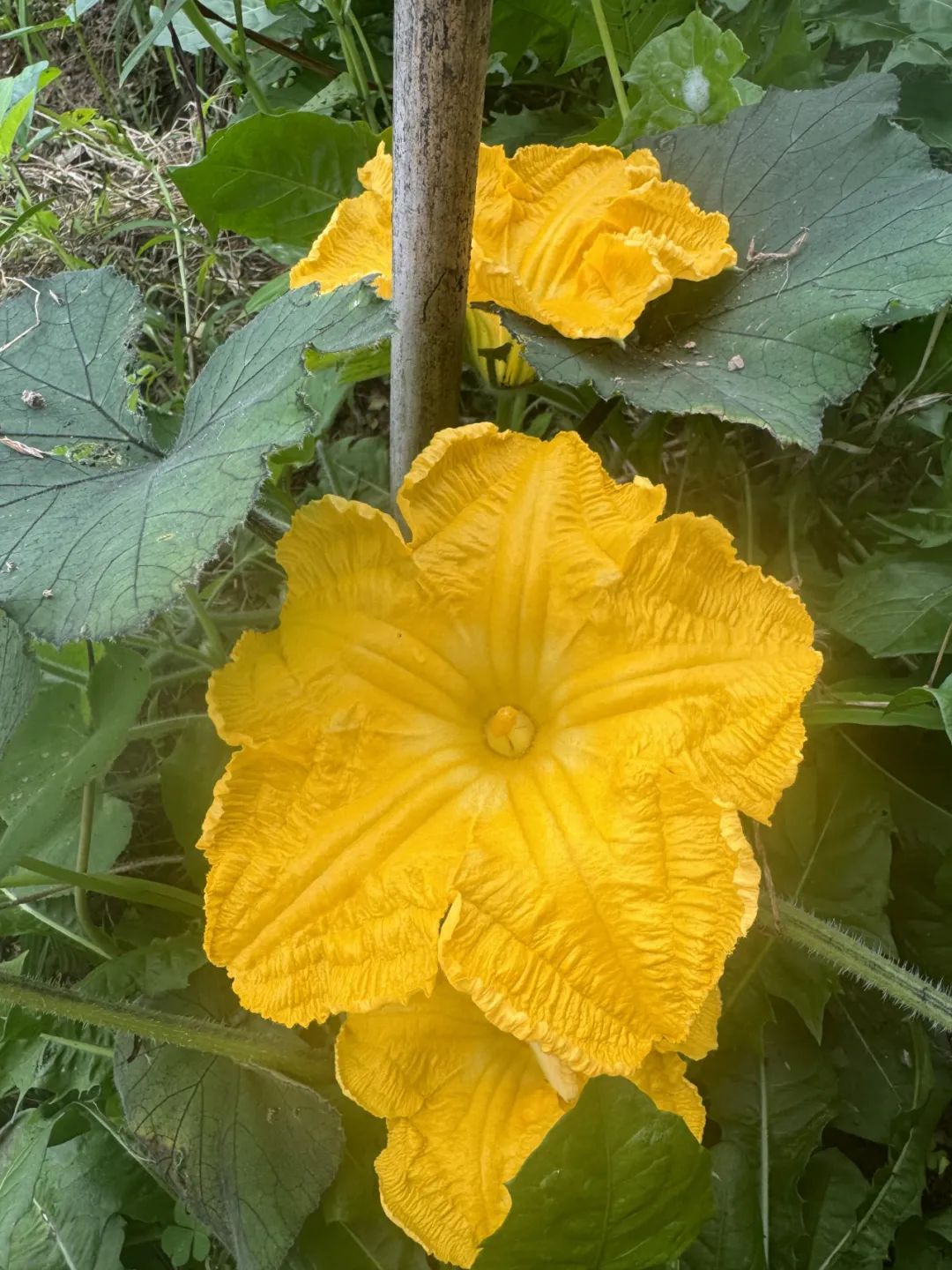 祭一只萤火虫|扣子奶奶