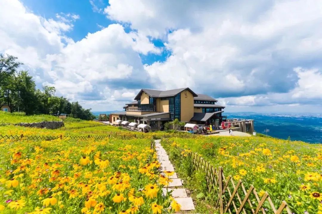 夏天的万科松花湖变身金色花海,漫山遍野的金光菊在阳光下摇曳生姿.