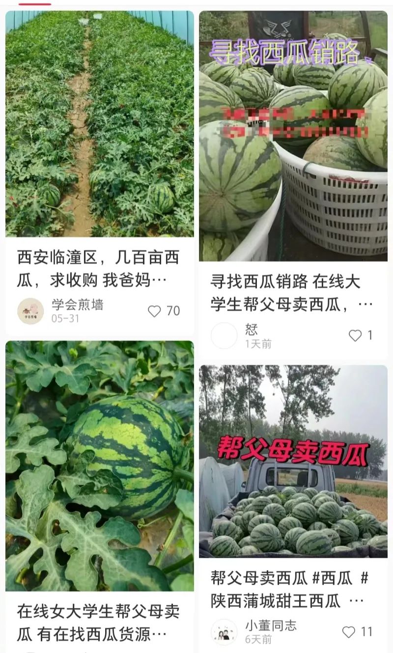 关注 | 为何西瓜丰收却卖不出好价钱