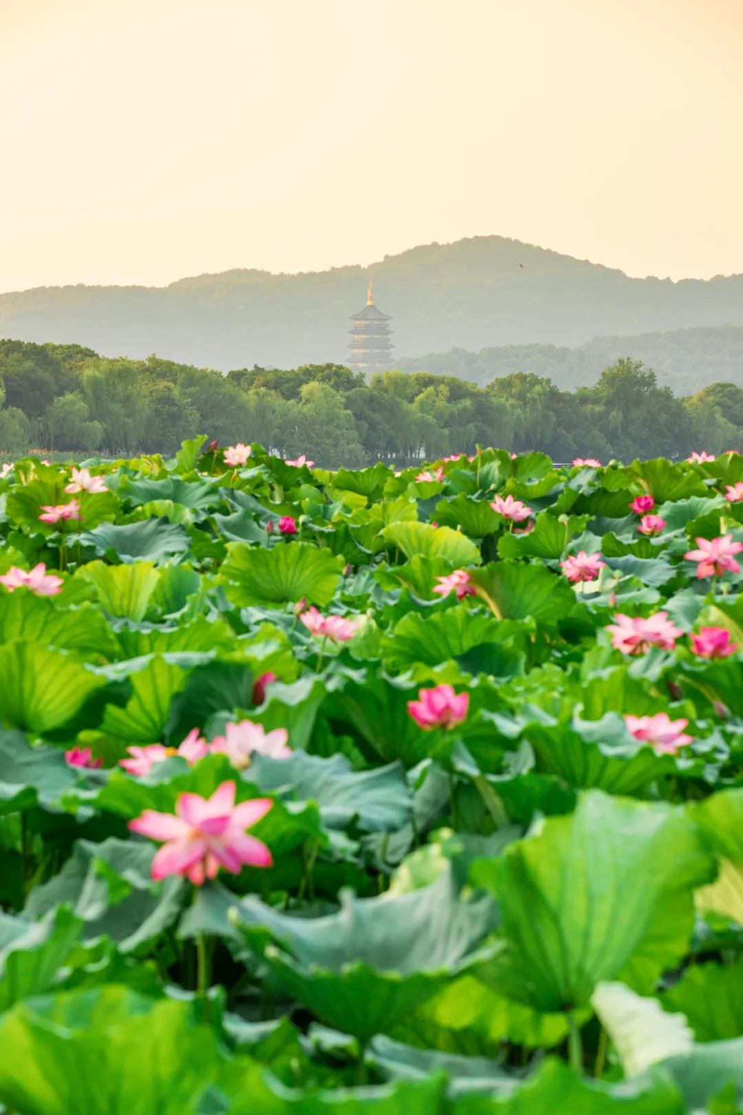 杭州最美风景图片图片