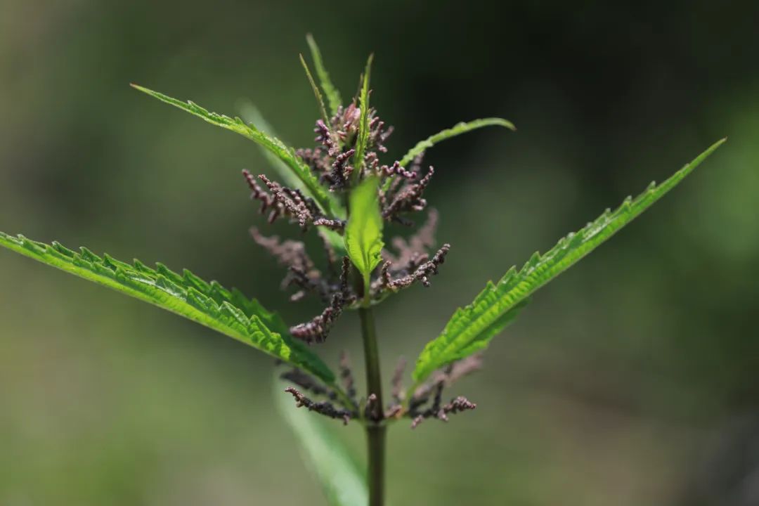 探秘!长白山植物千种风情~狭叶荨麻