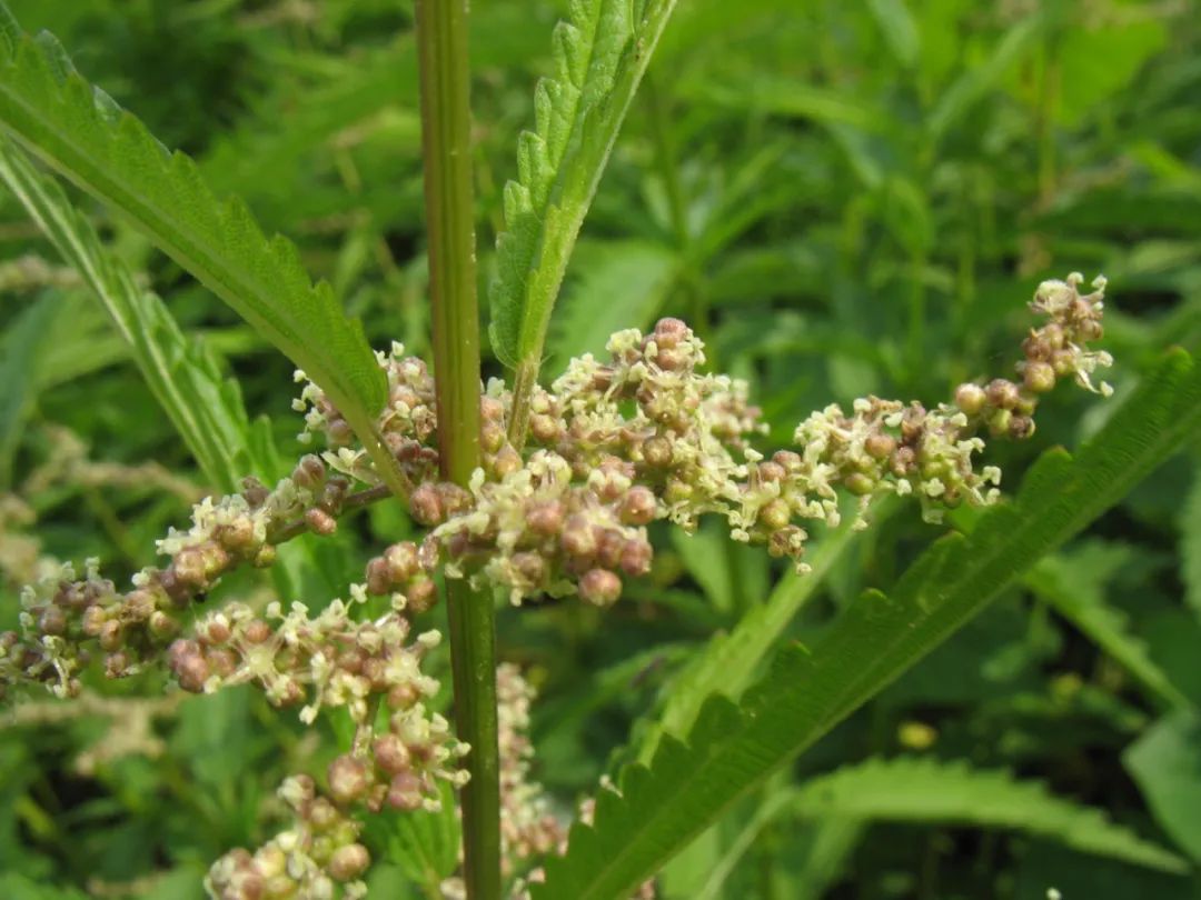 探秘!长白山植物千"种"风情~狭叶荨麻