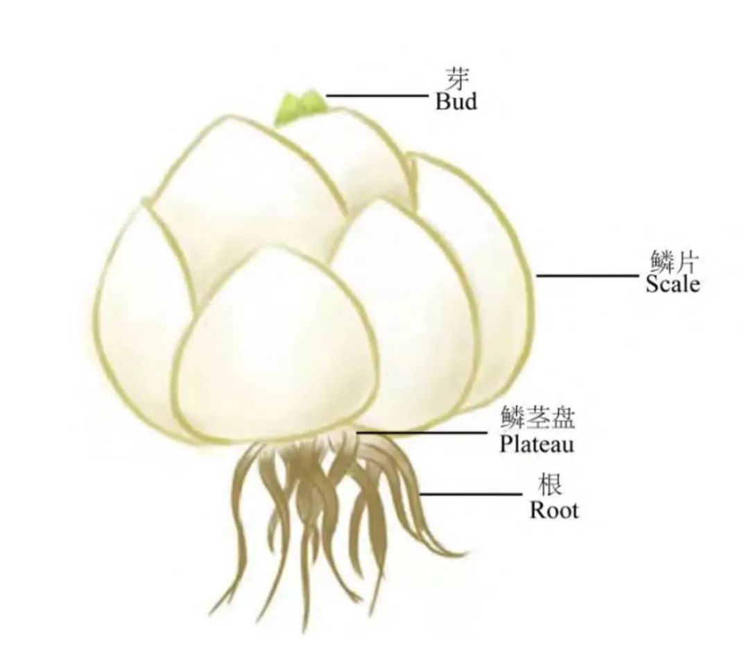 百合花的结构组成图片